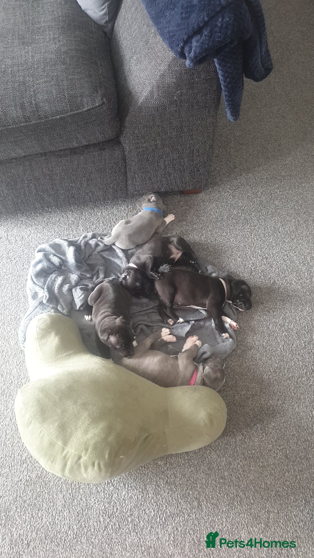 Staffordshire Bull Terrier dogs for sale: Staff pups for sale  - Image 3