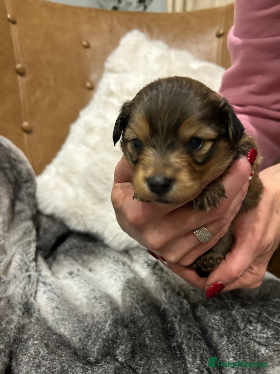 Mixed Breed dogs for sale: Miniature Dauchshund/ Pomeranian puppies for sale - Advert 26