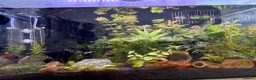 Platies fish for sale: Mixture of platy fish available  in Reading - Advert 11