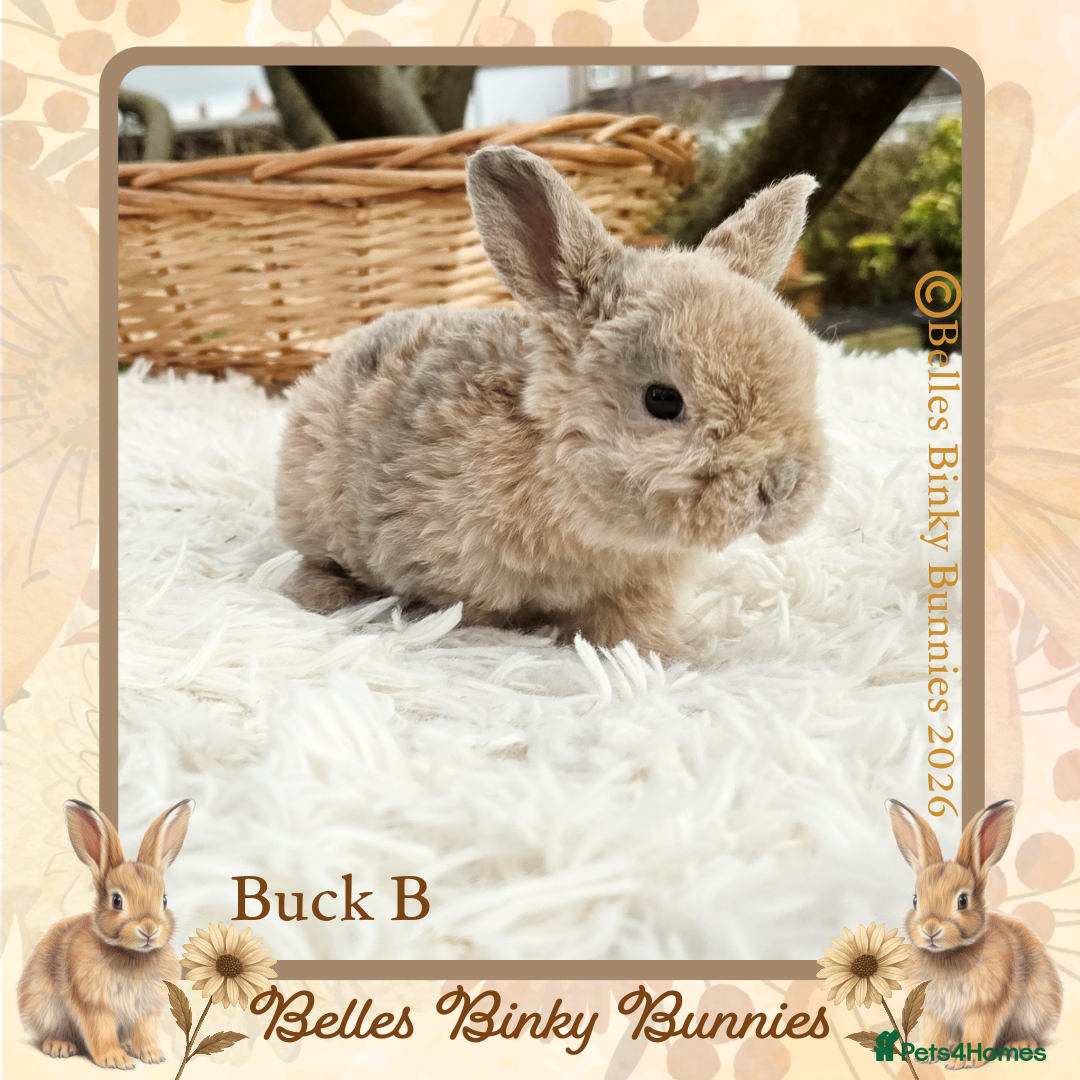 Mini Lop rabbits for sale: 🧡 Rare Stunning Plush Mini Lops 🧡 - Advert 11