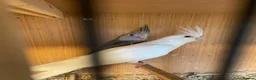 Cockatiels birds for sale: Cockatiels for sale  - Advert 2