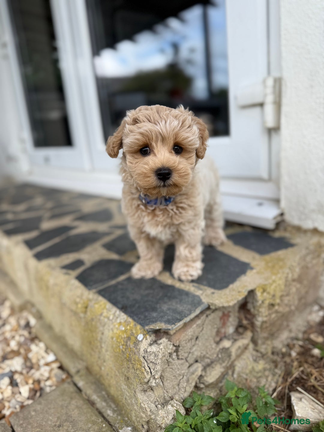 Maltipoo dogs for sale: Maltipoo - Image 5