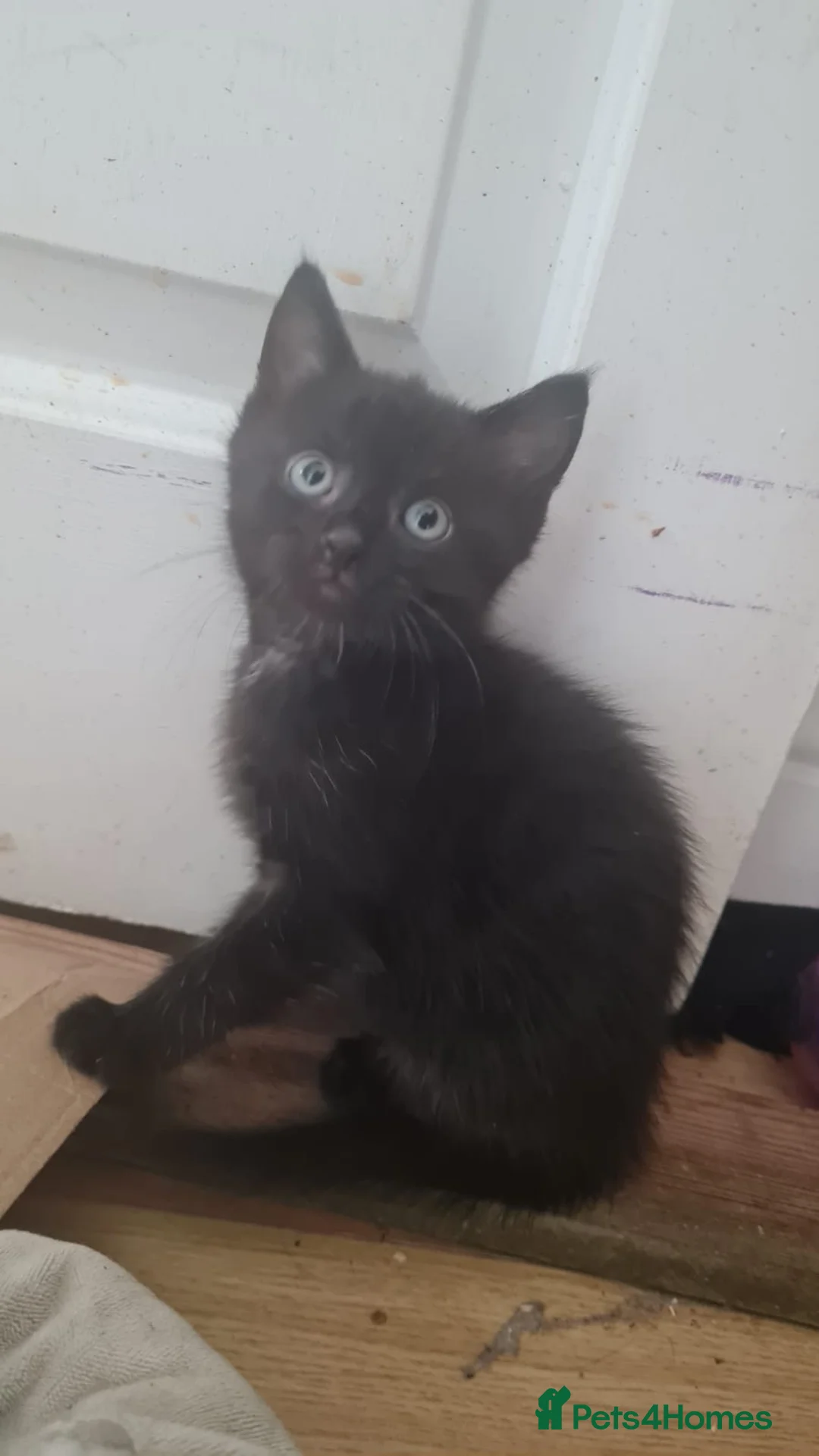 Mixed Breed cats for sale: Playful kittens - Advert 2