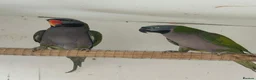 Parakeets birds for sale: Adult Pair Derbyan parrot & yellow Indian Ringneck - Advert 2