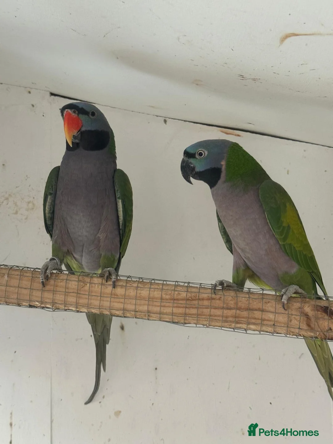 Parakeets birds for sale: Adult Pair Derbyan parrot & yellow Indian Ringneck - Advert 2