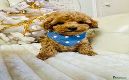 Maltipoo dogs for sale: Exquisite tiny F1 Toy Maltipoo puppies 🐶 🧸  - Image 19