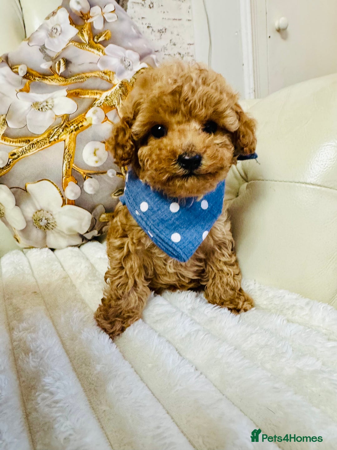 Maltipoo dogs for sale: Exquisite tiny F1 Toy Maltipoo puppies 🐶 🧸  - Image 19