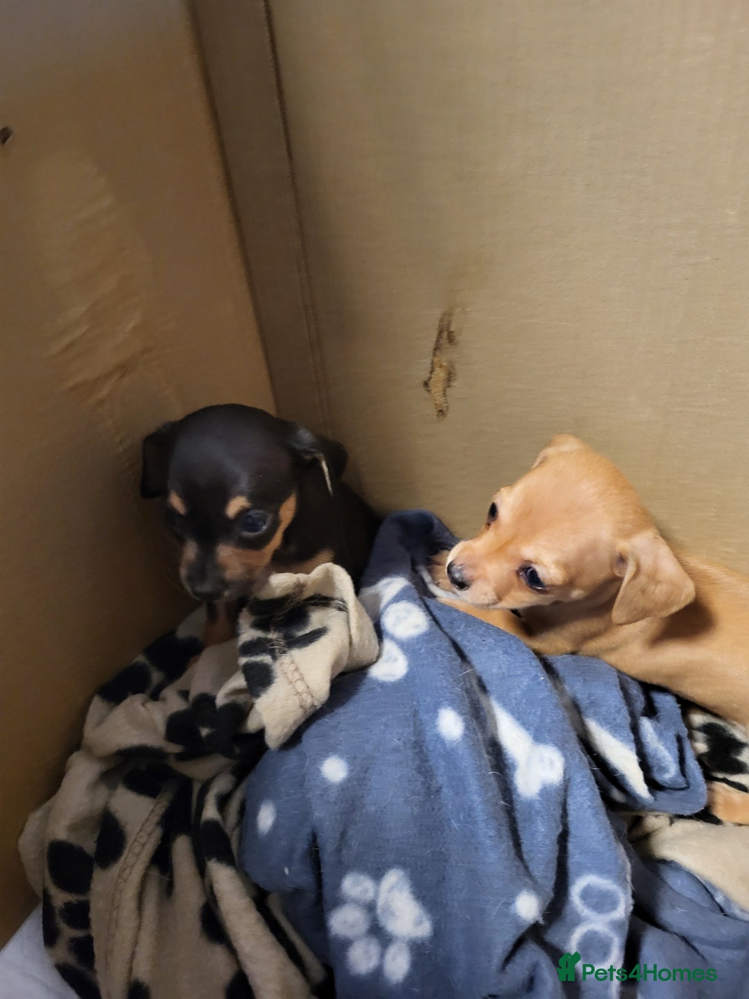 Chiweenie dogs for sale: Chiweenies  - Image 9