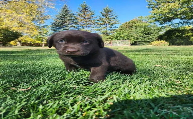 Labrador Retriever dogs - Advert 4