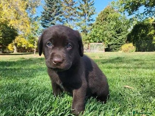 Labrador Retriever dogs - Advert 3