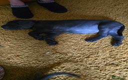 Cane Corso dogs for sale: My puppies  - Image 17