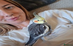 Cockatiels birds for sale: Baby cockatiel - Image 2