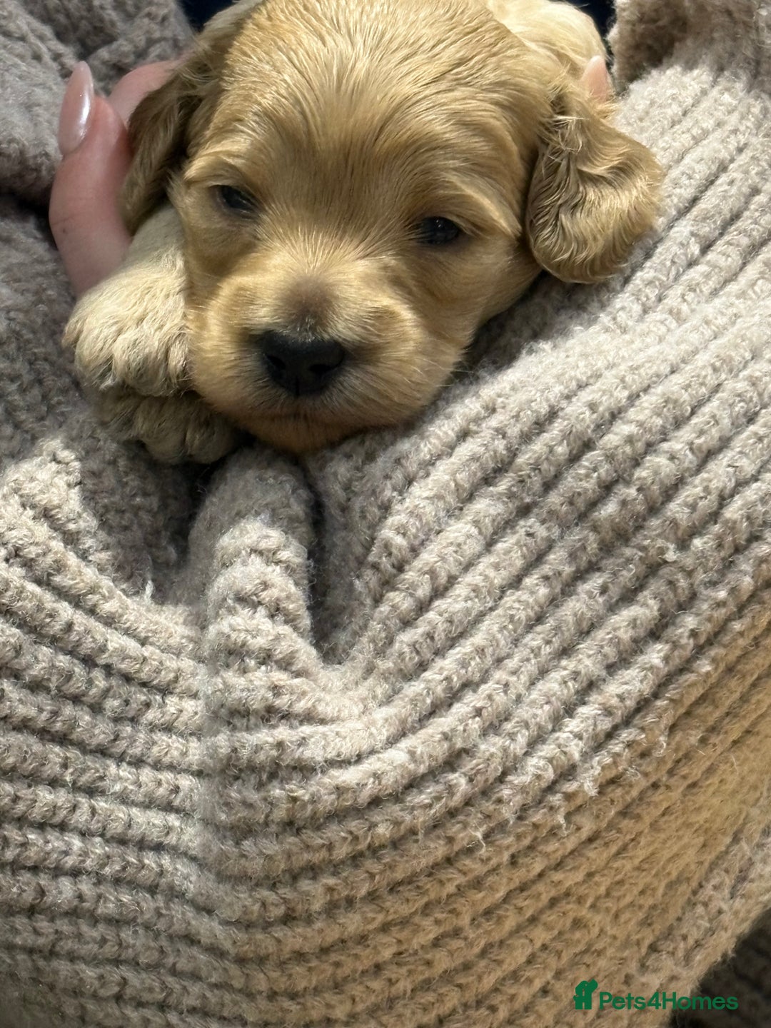 Cockapoo dogs for sale: Cockerpoo puppies for sale  - Advert 6