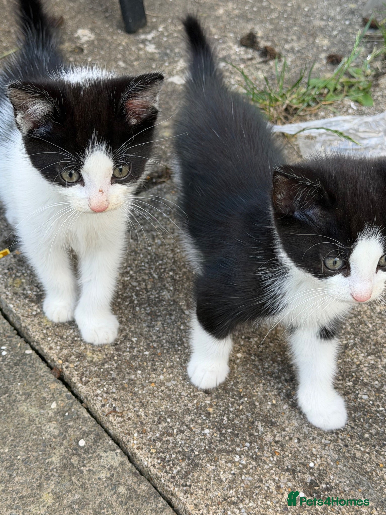 Mixed Breed cats Mixed breed kittens  - Advert 5