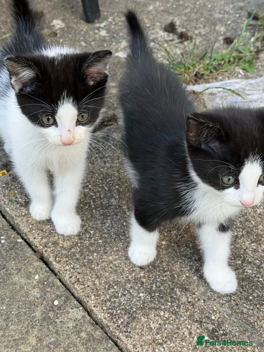 Mixed Breed cats for sale: Mixed breed kittens  - Advert 1