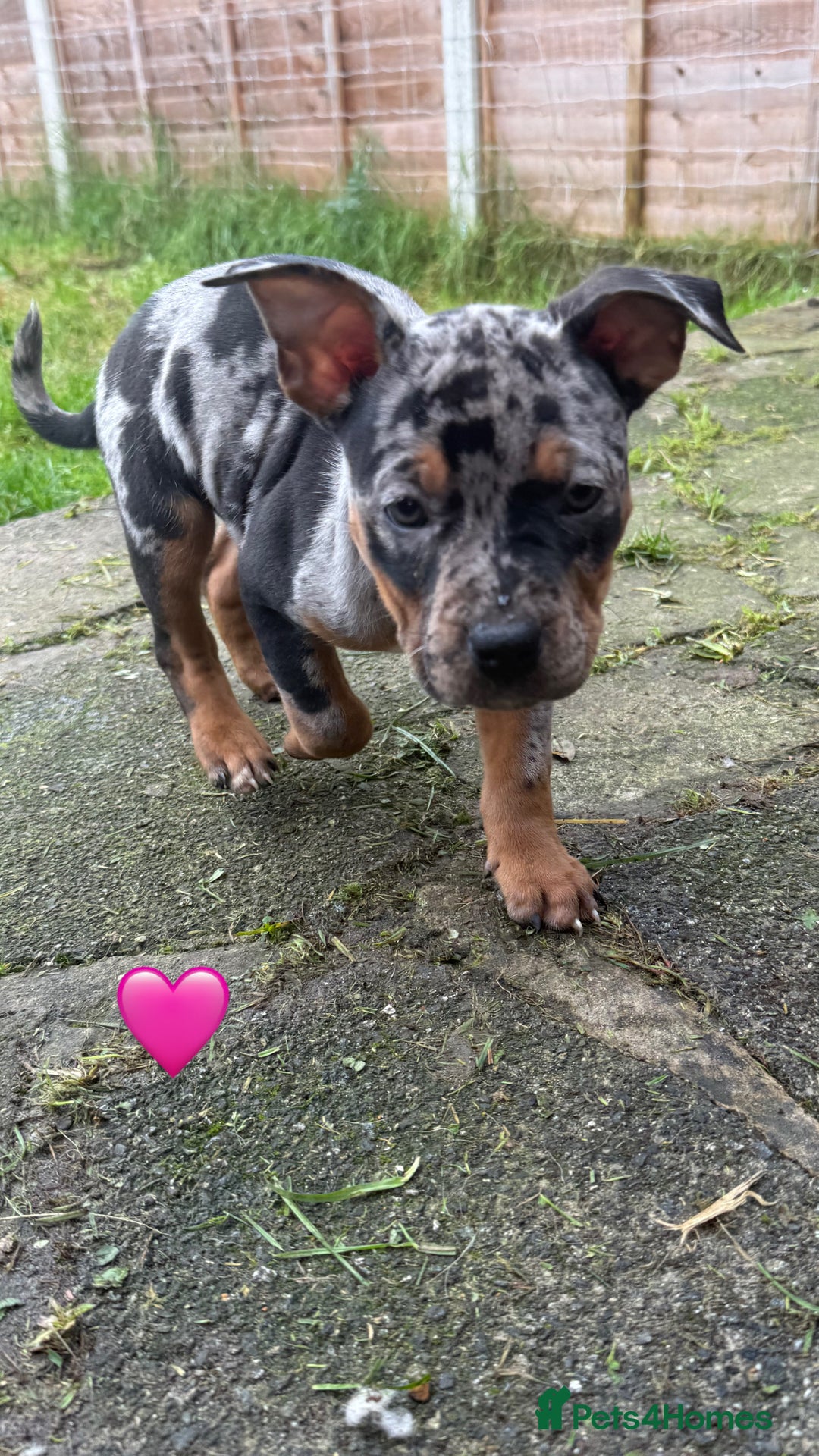 American Bully dogs for sale: 3 furbabies left ! ABKC Classic American Bullys - Advert 22