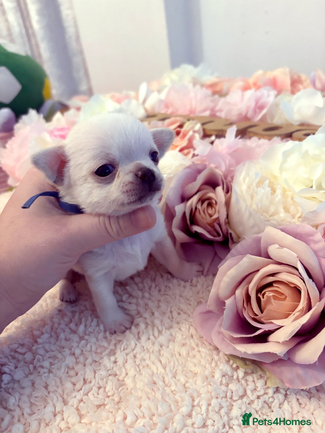 Chihuahua dogs for sale: KC registered beautiful chihuahua puppies - Advert 19