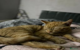 Domestic Shorthair cats for sale: 19 week old kitten looking for forever home  - Image 2