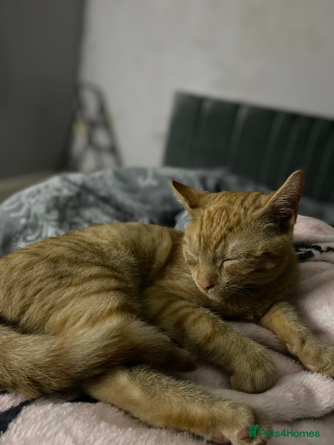 Domestic Shorthair cats for sale: 19 week old kitten looking for forever home  - Image 2