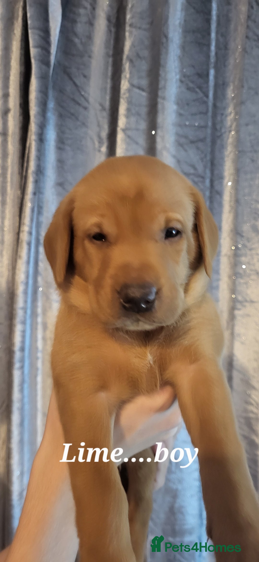 Labrador Retriever dogs for sale: KC LABRADORS - Image 15
