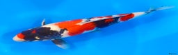 Koi Carp fish for sale: Huge selection of Japanese Koi for sale - Advert 2