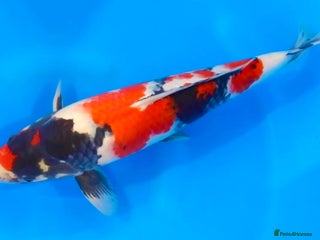 Koi Carp fish Huge selection of Japanese Koi for sale - Advert 1