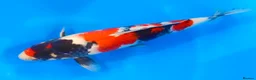 Koi Carp fish for sale: MASSIVE WINTER KOI SALE - 50% off - Advert 3