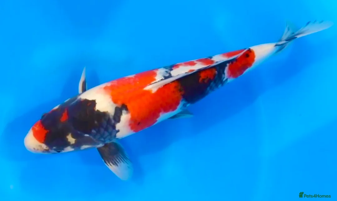 Koi Carp fish for sale: MASSIVE WINTER KOI SALE - 50% off - Advert 3