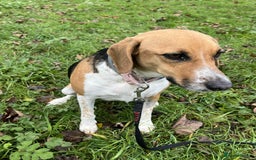 Mixed Breed dogs for adoption: Lucy – Beagle cross – 2 years - the Gentle Mama  - Image 6