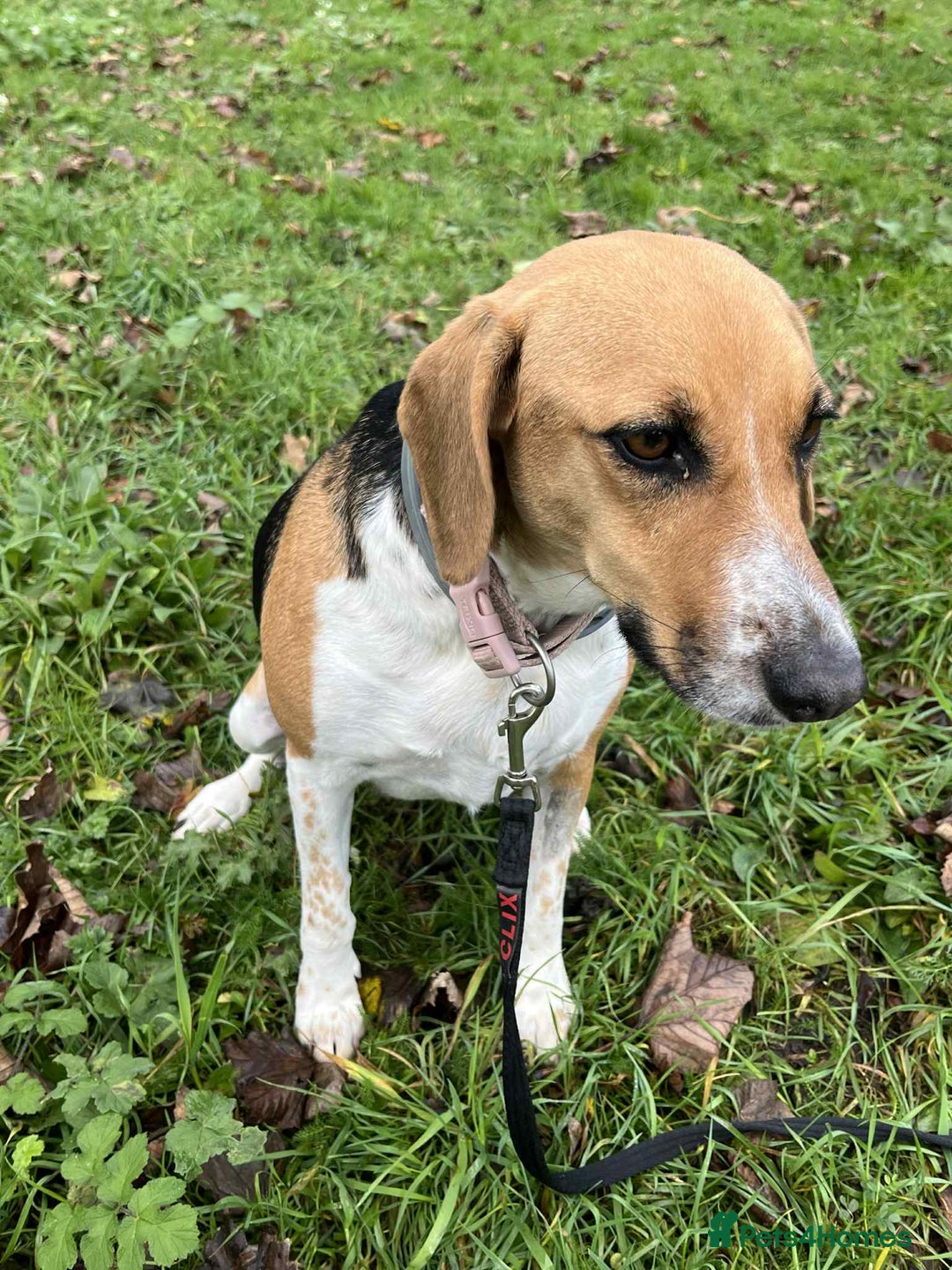 Mixed Breed dogs for adoption: Lucy – Beagle cross – 2 years - the Gentle Mama  - Image 6