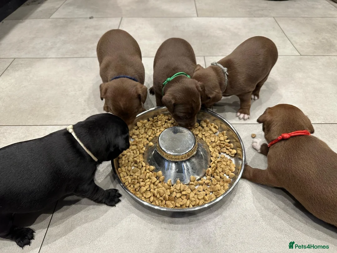 Patterdale Terrier dogs for sale: Patterdale puppies  in Axminster - Advert 2