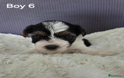 Mixed Breed dogs for sale: Shorkie x Morkie  - Image 15