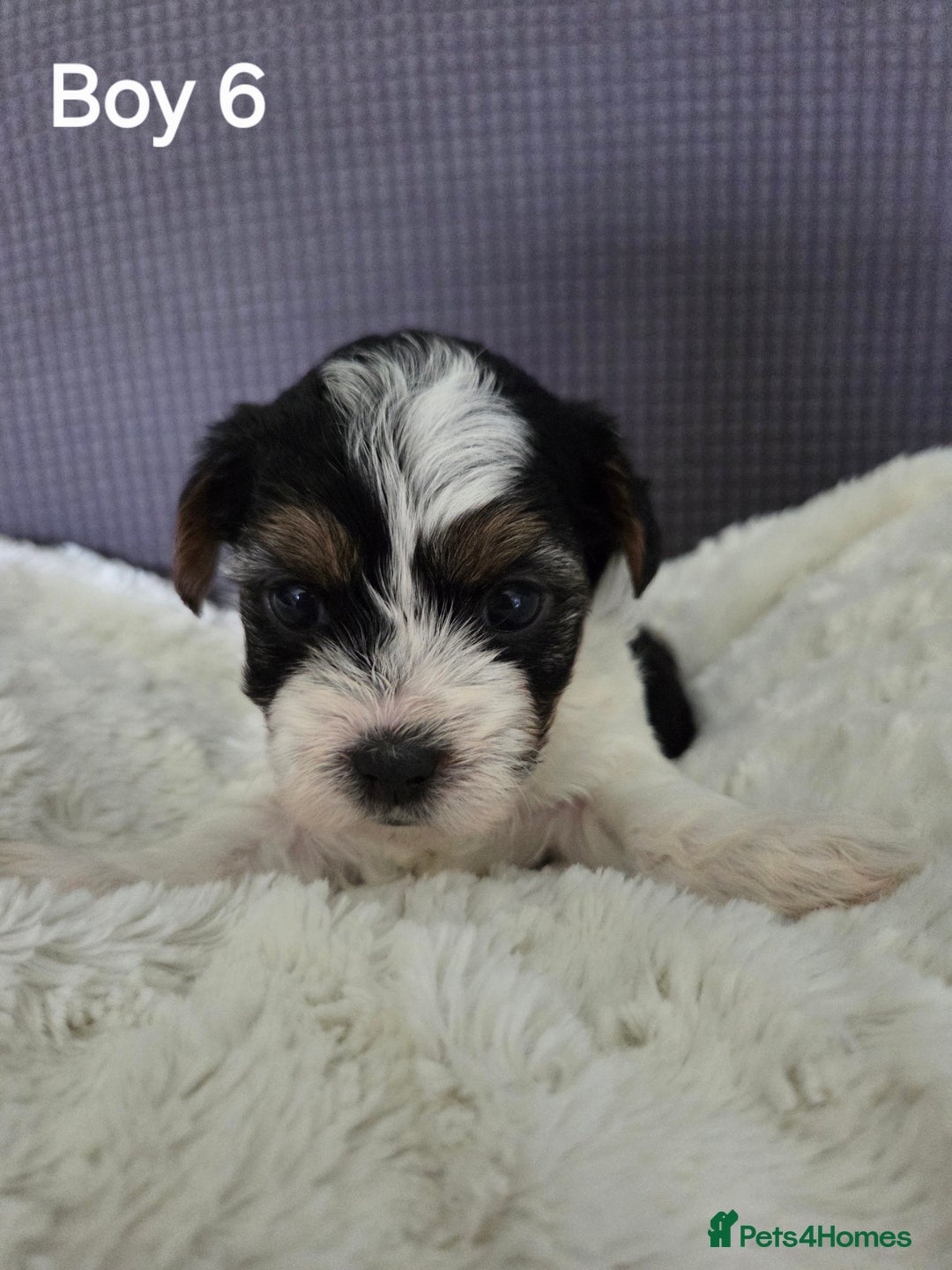 Mixed Breed dogs for sale: Shorkie x Morkie  - Image 15
