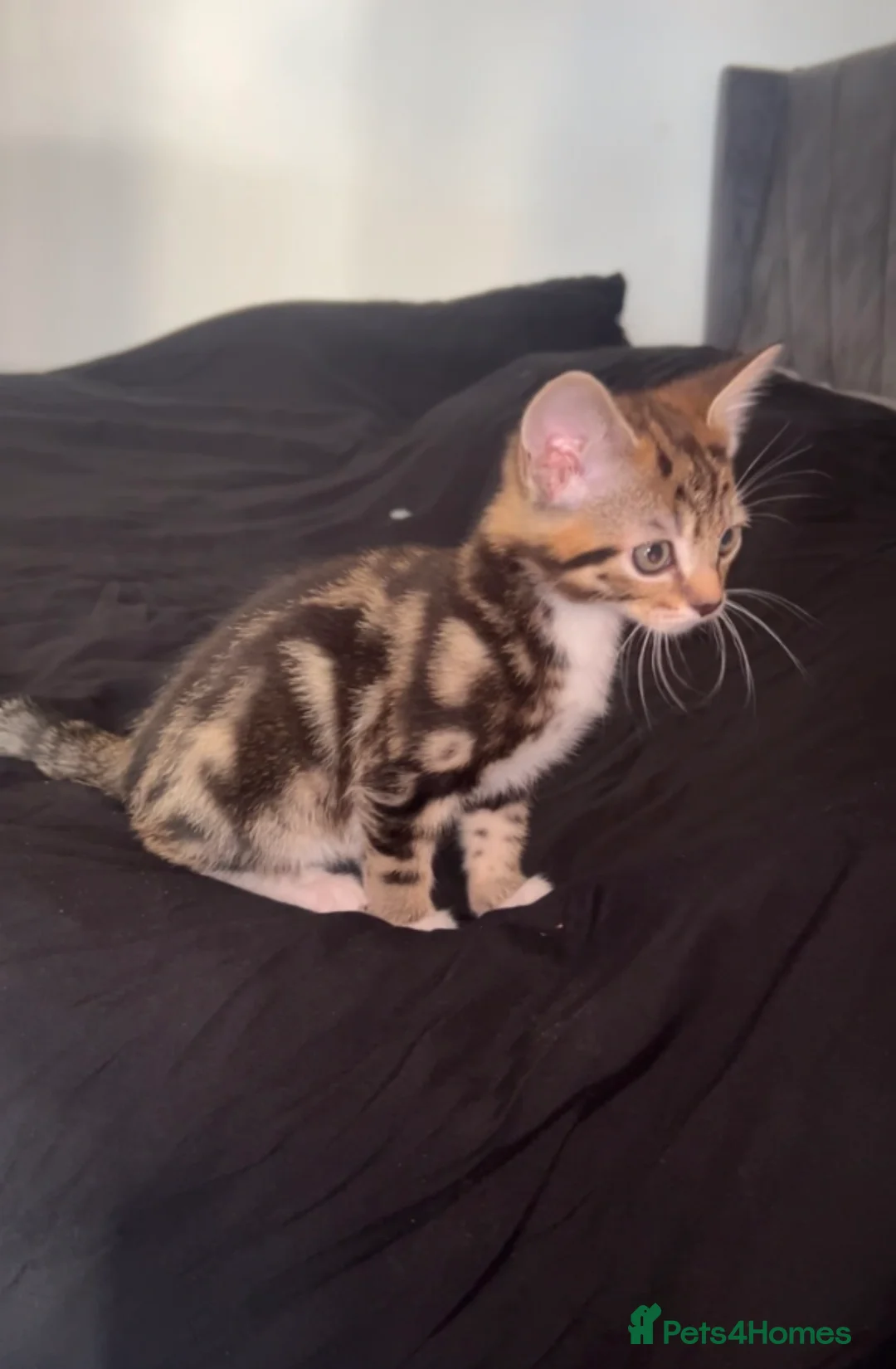 Mixed Breed cats for sale: Beautiful kitten  - Advert 9
