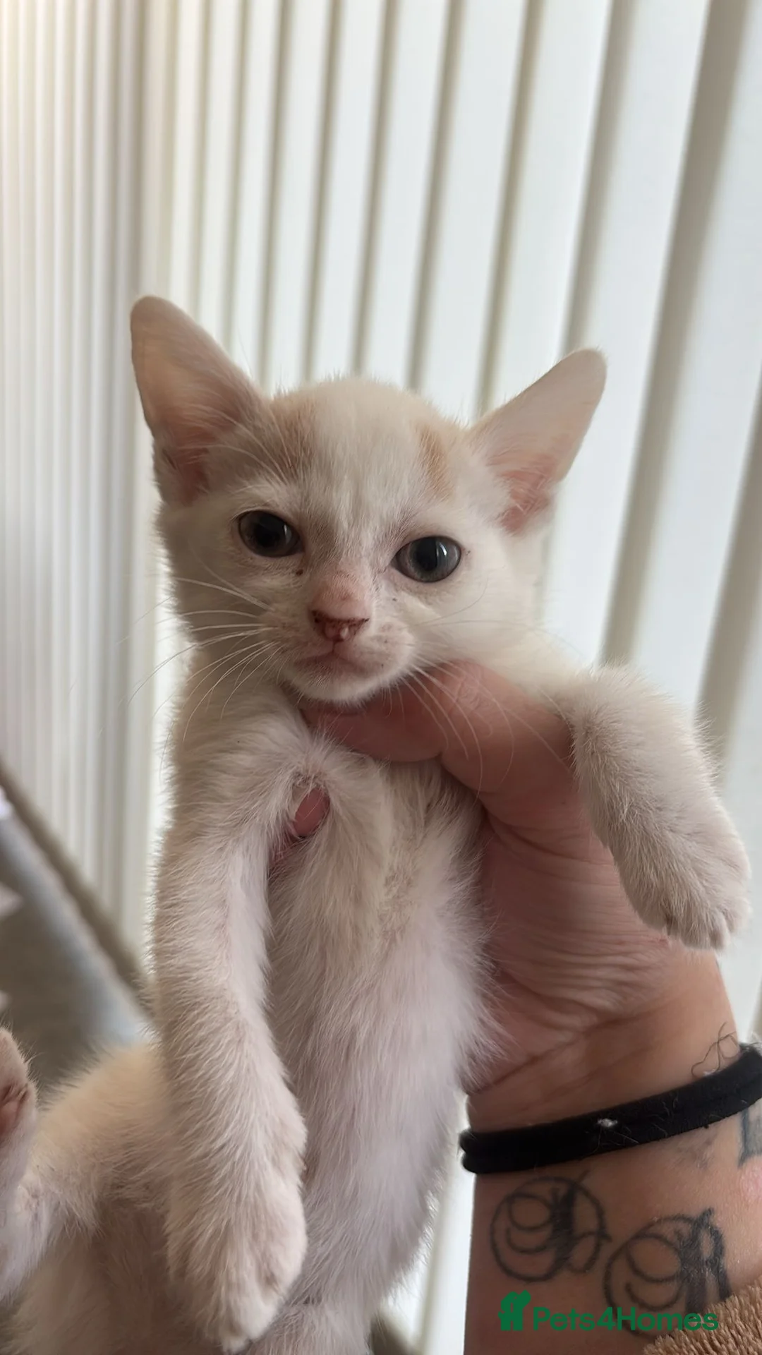 Mixed Breed cats for sale: Kittens Bognor Regis in Bognor Regis - Advert 2