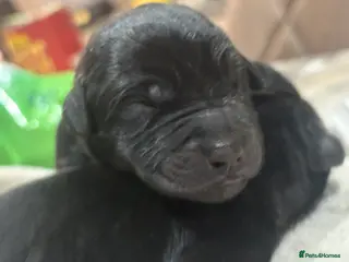 Mixed Breed dogs Gorgeous LAB X ROTTIE PUPPYS - Advert 6