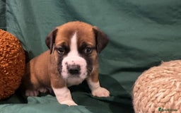 Boerboel dogs for sale: Outstanding Boerboel puppies - Image 7