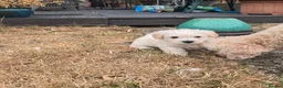 Westiepoo dogs for sale: Westipoos  - Advert 6