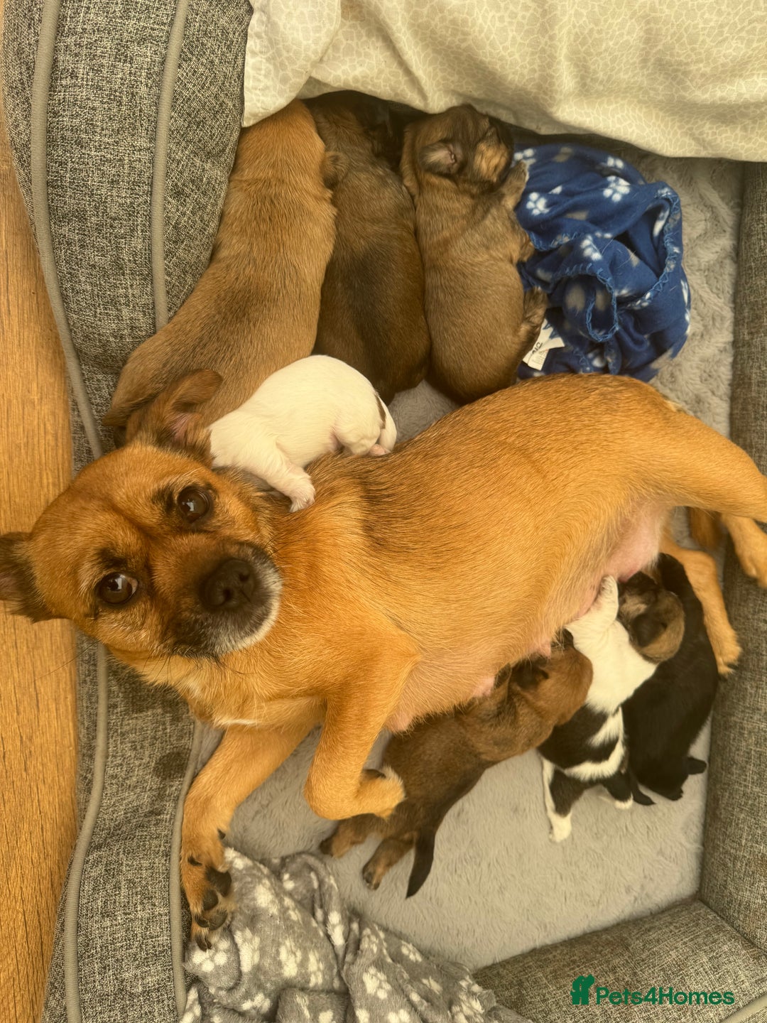 Mixed Breed dogs for sale: Beautiful pups looking for their forever home! - Advert 2
