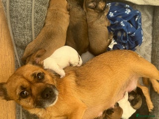 Mixed Breed dogs Shih tzu x patterdale puppies - Advert 1