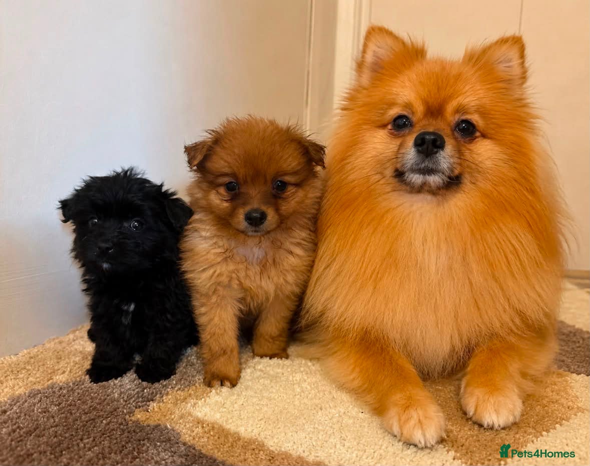 Pomeranian dogs Pomeranian puppies - Advert 1