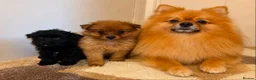 Pomeranian dogs for sale: Pomeranian puppies in Enfield - Advert 1