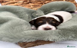 Bernedoodle dogs for sale: Miniature Bernedoodle Puppies - Image 29