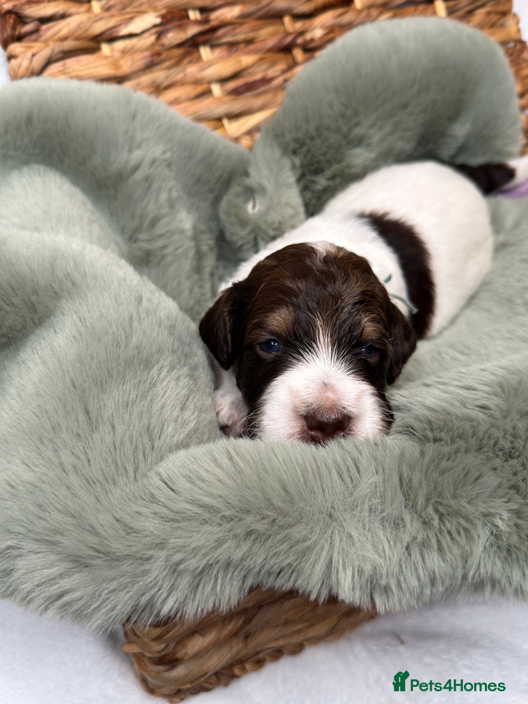 Bernedoodle dogs for sale: Miniature Bernedoodle Puppies - Image 29