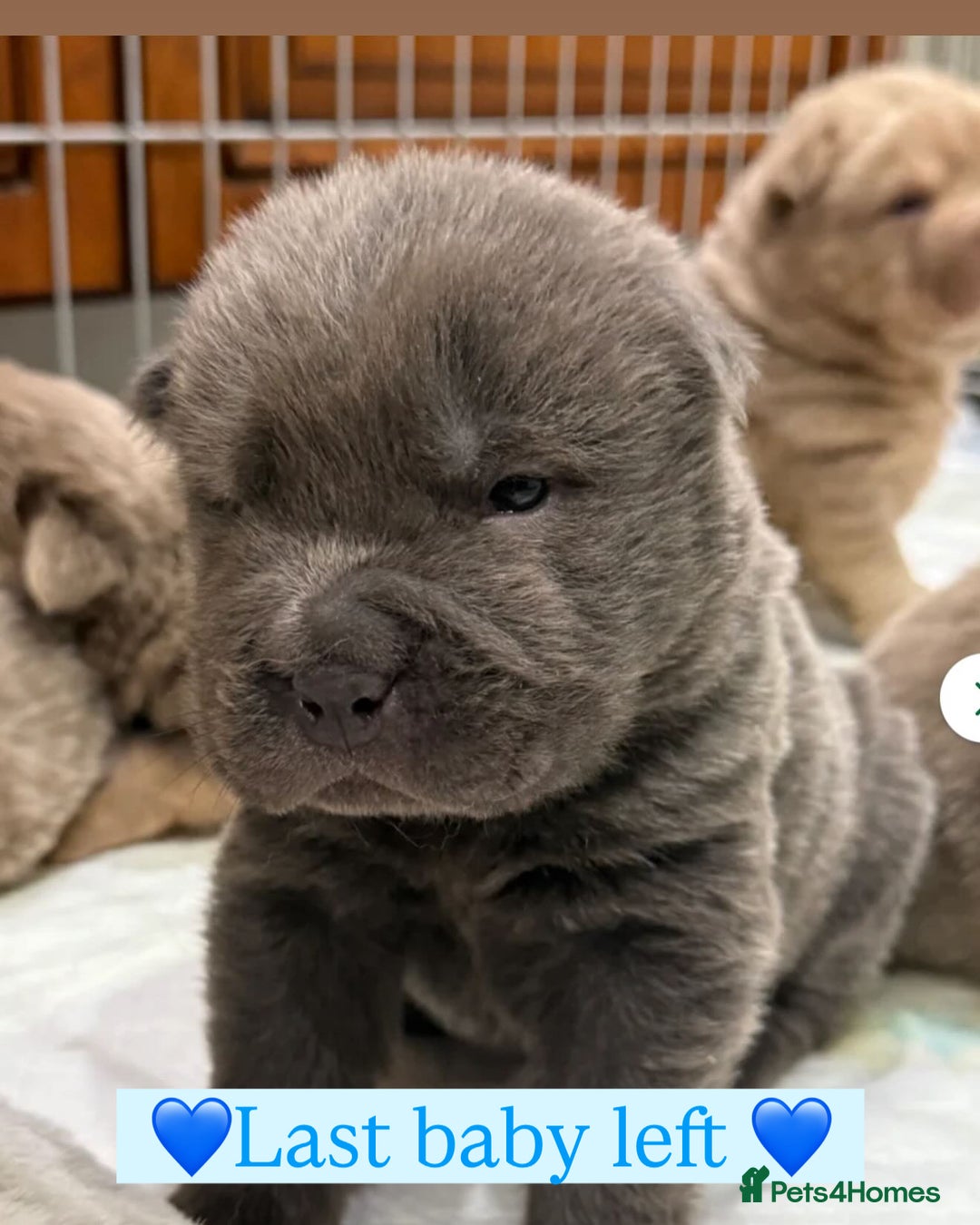 Shar Pei dogs for stud: Casanova - Tan pointed flower bear coat 🏆 - Image 5