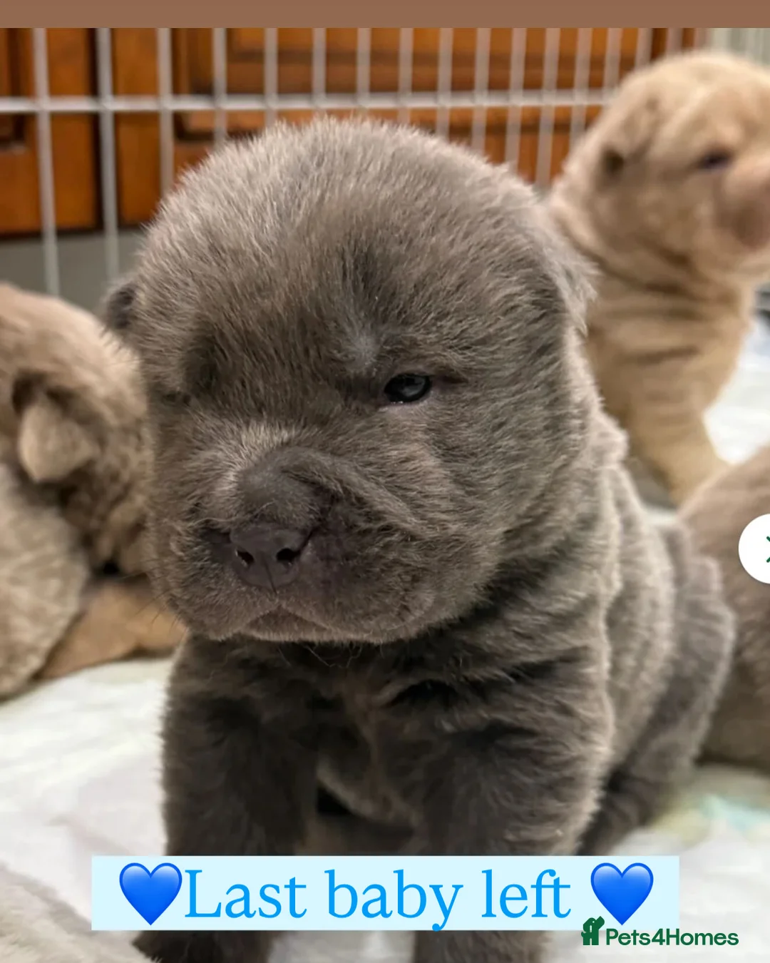 Shar Pei dogs for stud: Casanova - Tan pointed flower bear coat 🏆 - Advert 5