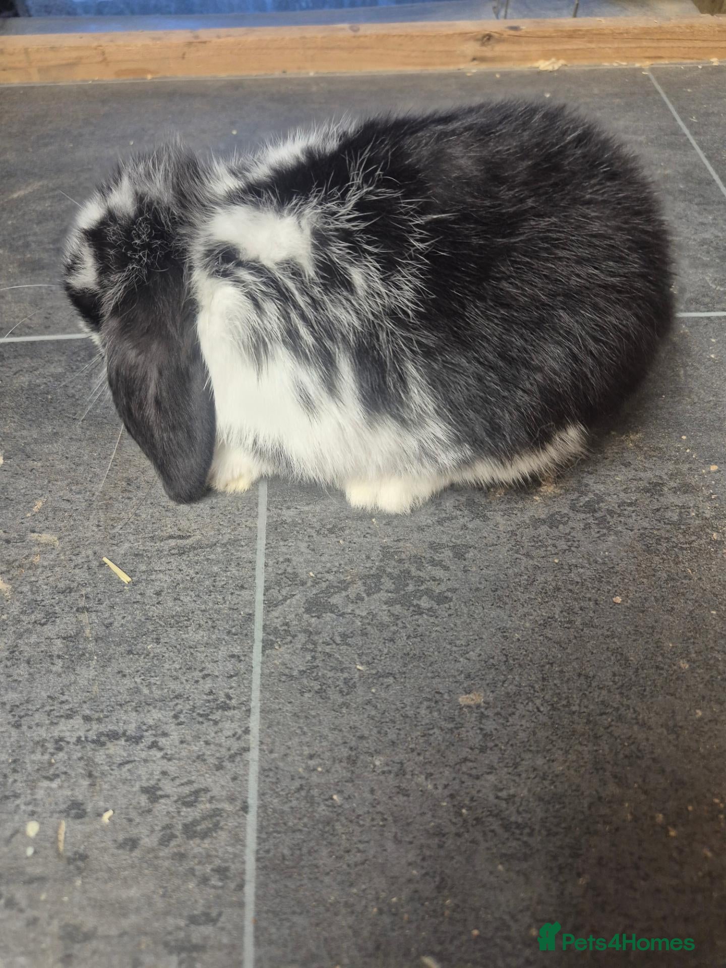 Mini Lop rabbits Baby mini lop rabbits - Advert 1