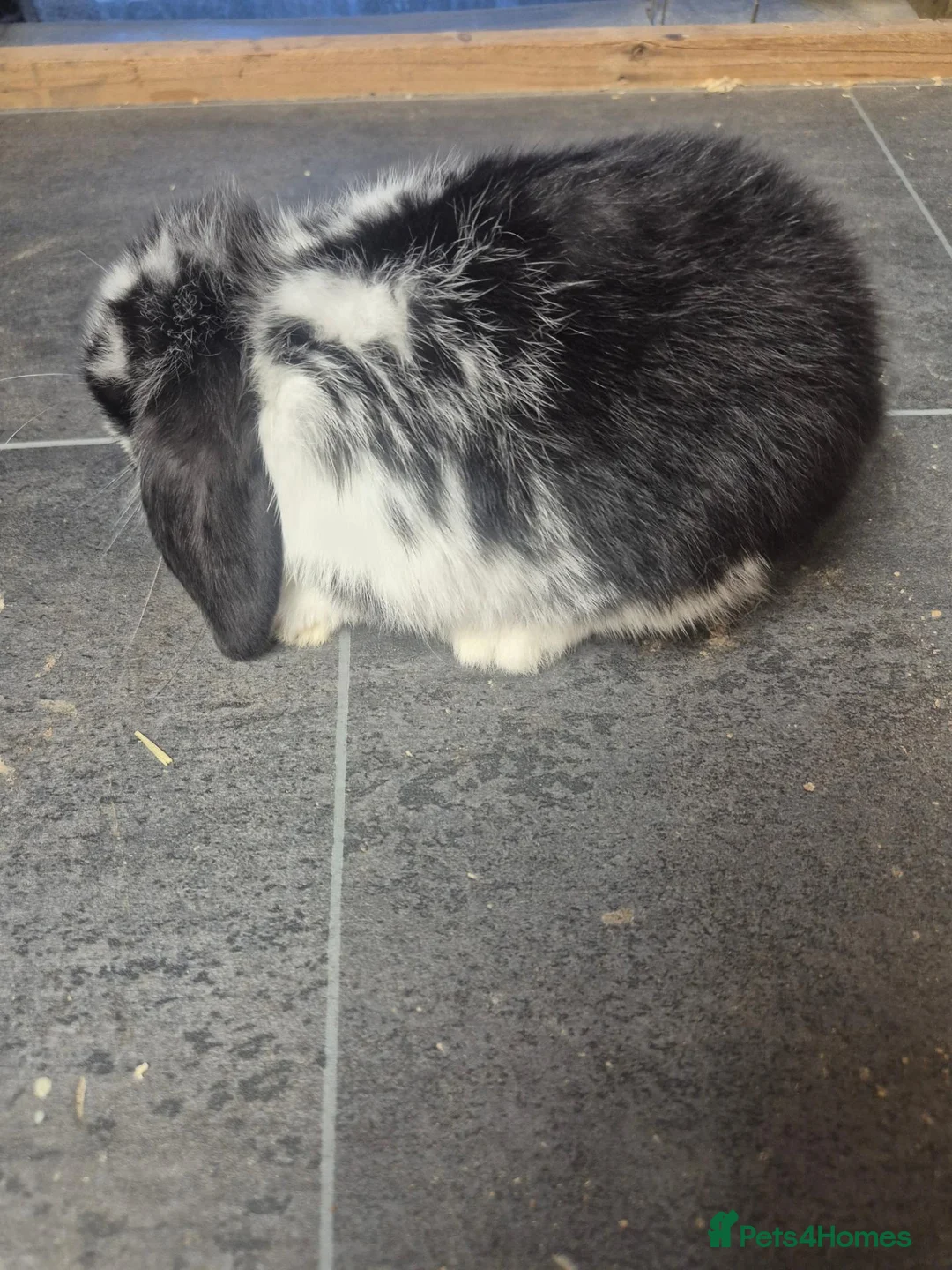 Mini Lop rabbits for sale: Baby mini lop rabbits - Advert 1