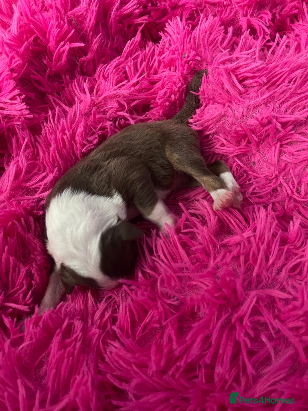 Australian Shepherd dogs for sale: Beautiful Australian Shepherd KC registration🥰 - Image 19