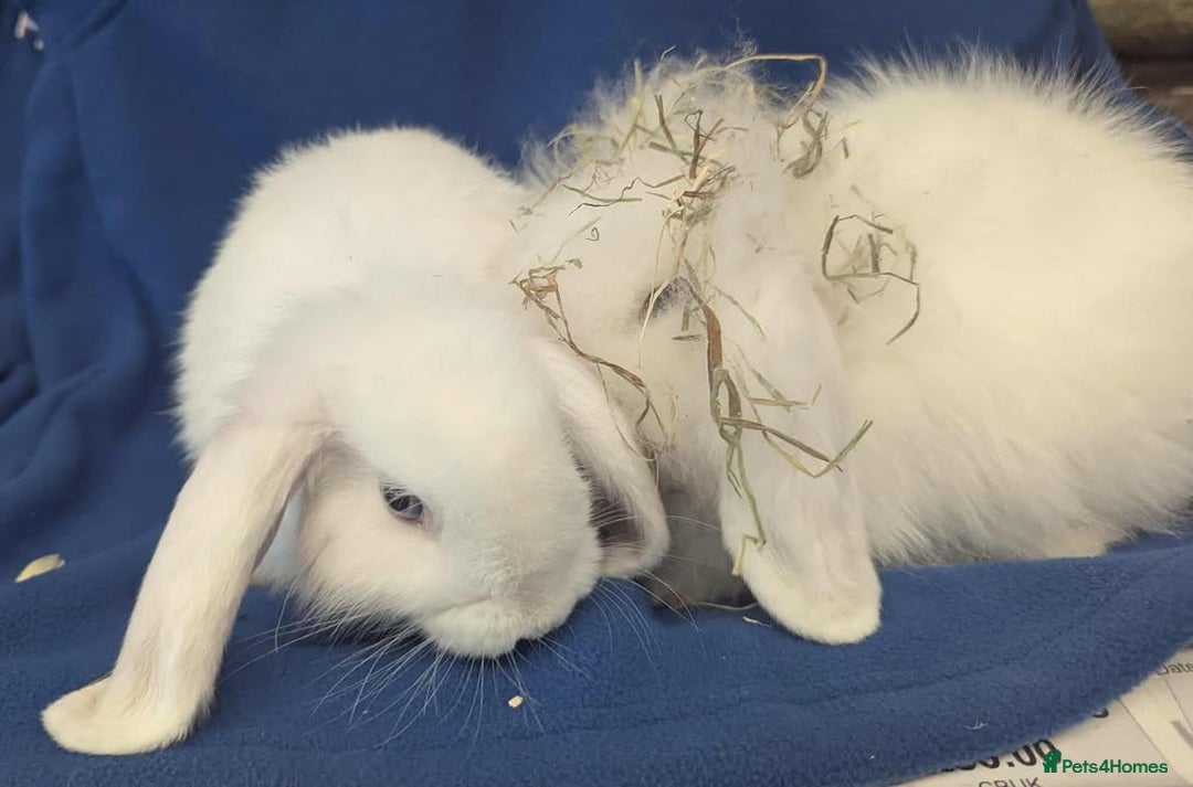 Dutch rabbits for sale: Dutch rabbits for sale  - Image 5